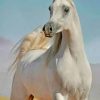 Stallion Horse paint by numbers