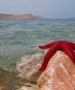 Starfish On Shore Rocks paint by numbers