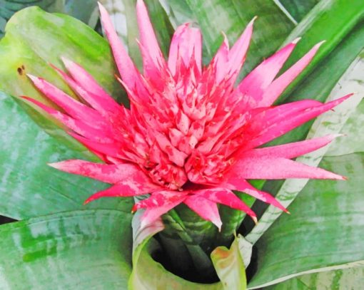 Striped Plant With Pink Flower paint by numbers