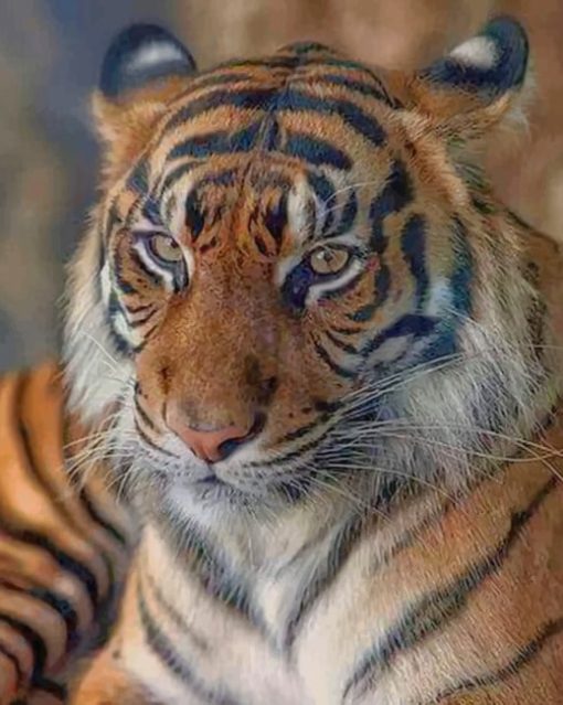 Sumatran Tiger Animal paint by numbers