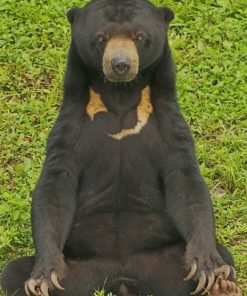 Sun Bear In The Forest paint by numbers