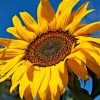 Yellow Sunflower In Sun paint by numbers