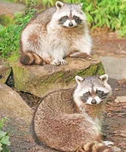 Texas Raccoons paint by numbers