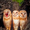 Three Owl Babies paint by numbers