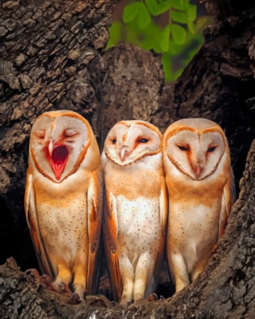 Three Owl Babies paint by numbers