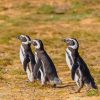 Three Black Penguin Birds paint by numbers