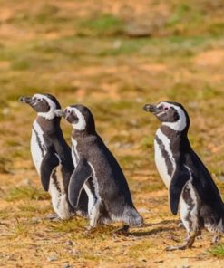 Three Black Penguin Birds paint by numbers