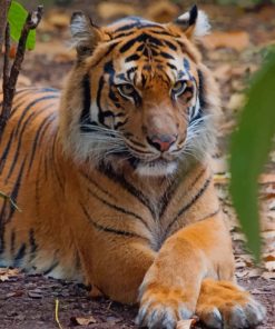 Tiger Relaxing In The Forest paint by numbers