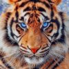 Tiger With Blue Eyes paint by numbers