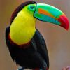 Toucan Bird paint by numbers