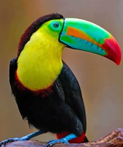 Toucan Bird paint by numbers