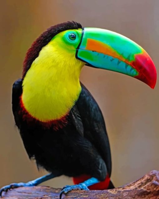 Toucan Bird paint by numbers