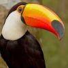 Toucan Bird paint by numbers