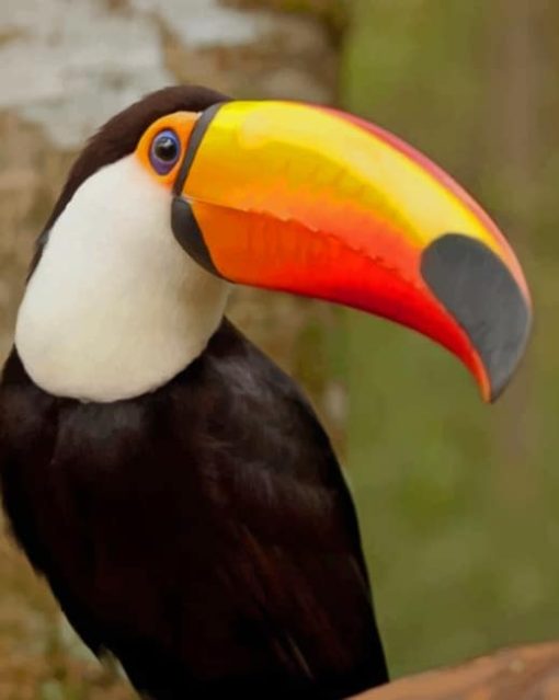 Toucan Bird paint by numbers