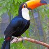 Toucan Bird paint by numbers