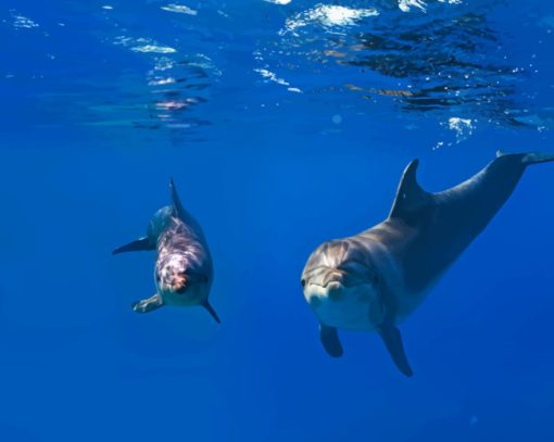 Two Dolphins In Ocean paint by numbers