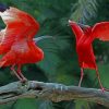 Two Scarlet Ibis Vying Space Tree Trunk paint by numbers