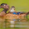 Two White And Blue Ducks In Water paint by numbers