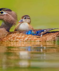 Two White And Blue Ducks In Water paint by numbers