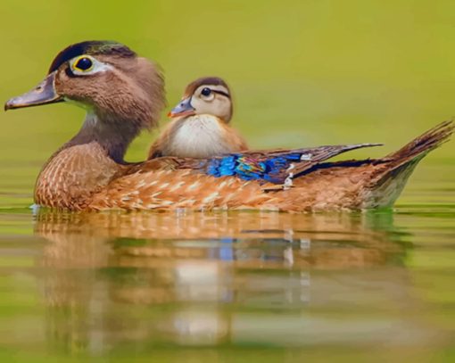 Two White And Blue Ducks In Water paint by numbers