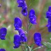 Velvet Aconite Flowers paint by numbers