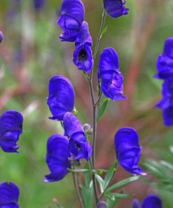 Velvet Aconite Flowers paint by numbers