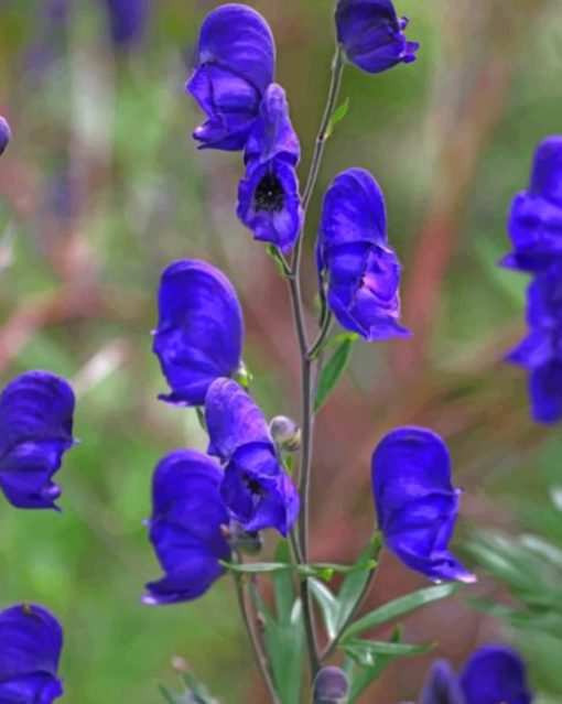 Velvet Aconite Flowers paint by numbers