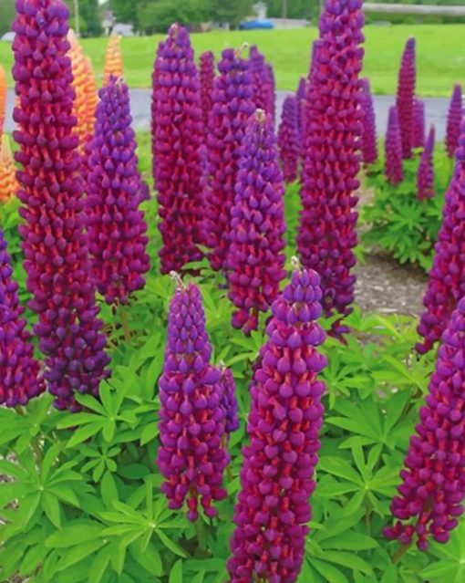 Velvet Lupine Flowers paint by numbers