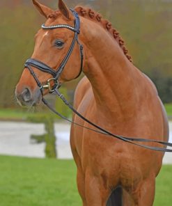 Warmblood Horse paint by numbers