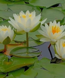 Water Lily Flowers paint by numbers