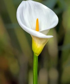 White Lily Flower paint by numbers