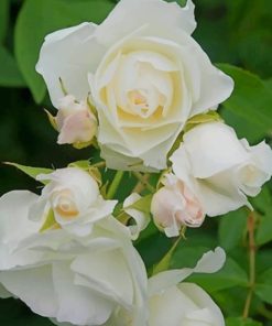 white Rosa 'KORbin' paint by numbers