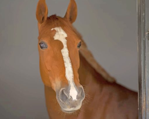 White And Brown Horse paint by numbers