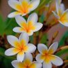 White And Yellow Flowers paint by numbers