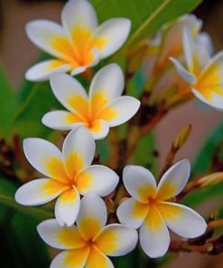 White And Yellow Flowers paint by numbers