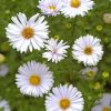 White Aster Flower paint by numbers