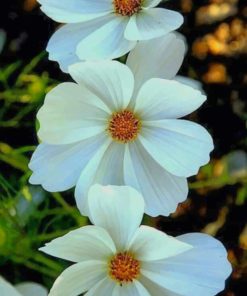 White Flowers paint by numbers