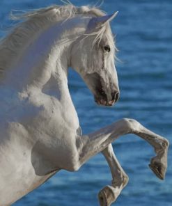 Arabian White Horse IN Sea