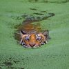 Wild Tiger In Swamp paint by numbers