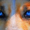 Wolf Blue Eyes paint by numbers