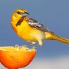 Yellow And Brown Sparrow On Sliced Orange paint by numbers