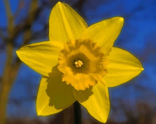 Yellow Daffodil Flower paint by numbers