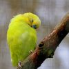 Yellow Feathered Wing Parrot paint by numbers