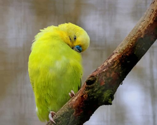 Yellow Feathered Wing Parrot paint by numbers