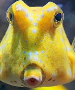 Yellow Fish Longhorn Cowfish Reef paint by numbers