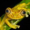 Yellow Frog On Green Leaf Plant paint by numbers