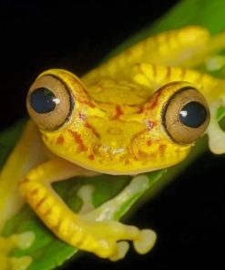 Yellow Frog On Green Leaf Plant paint by numbers