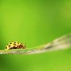 Yellow Ladybug Insect Eating Leaf Plants paint by numbers