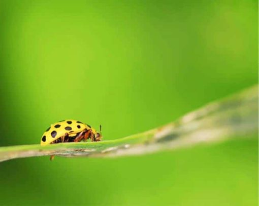 Yellow Ladybug Insect Eating Leaf Plants paint by numbers