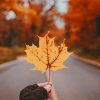 Yellow Maple Leaf On A Country Road paint by numbers